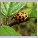 Harmonia axyridis - Asiatischer Marienkaefer 39.jpg